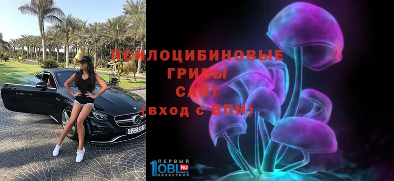 Псилоцибиновые грибы Psilocybine cubensis  Темников 